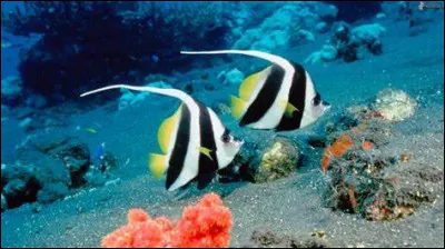 Comment les gymnotes respirent-ils ?