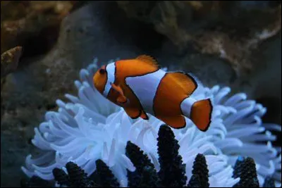 Que ne possédaient pas les conodontes ?