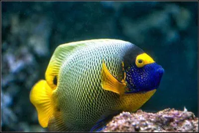 Laquelle de ces nageoires permet d'augmenter la vitesse du poisson en augmentant la surface de la queue ?