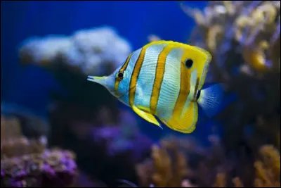 Comment les néons vivent-ils ?