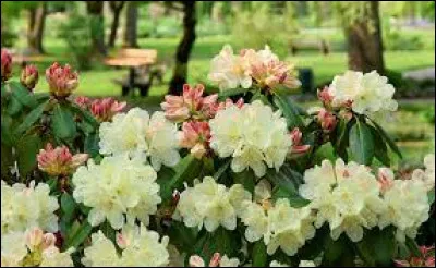 Ces magnifiques fleurs sont des...