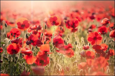 Espagnol : comment traduit-on la couleur "rouge" ?