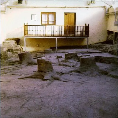 Quelle ville, la plus peupl&eacute;e d�&Eacute;cosse, expose dans le mus&eacute;e de Fossil Grove des troncs d�arbres pr&eacute;historiques fossilis&eacute;s ?