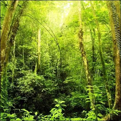 Quel singe porte un nom malais signifiant "homme des bois" ?