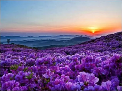 Où ne trouve-t-on pas le lupin jaune ?