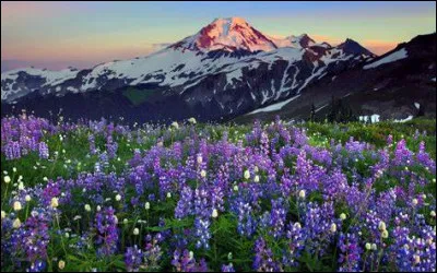 Comment l'appareil reproducteur femelle des fleurs est-il parfois appelé ?