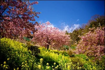 Que libèrent les étamines ?