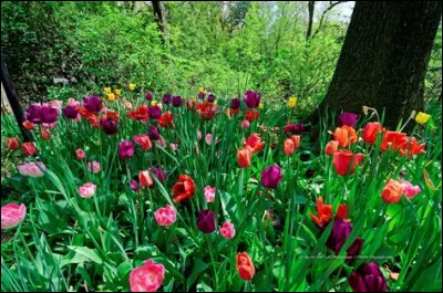 Lequel de ces composés gazeux entre dans la liste des réactifs utilisés lors de la photosynthèse ?