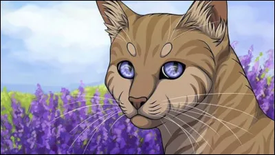 Quelle couleur d'yeux as-tu ?