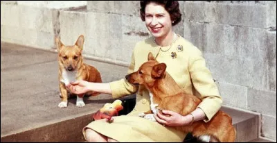 Quelle race de chien la reine affectionnait-elle particulièrement ?