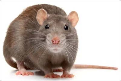 Tu sens des rats près du clan du Tonnerre !
Quelle est ta réaction ?