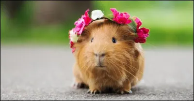 As-tu un animal de compagnie ?