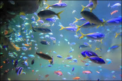 Les poissons vivent dans l'eau.
