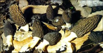 Quels sont ces champignons ?