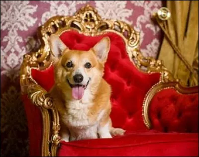 Maintenant, nous allons parler de ses fameux Corgis. 
Lequel de ces noms a été donné par la reine à l'un de ses chiens (l'antépénultième) ?