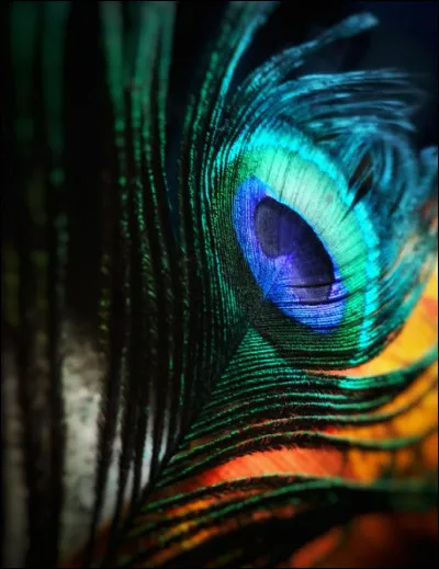 Quelle est ta couleur favorite ?