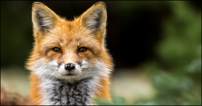 Tout d'abord, commençons par cette question : 
Où vit le renard ?