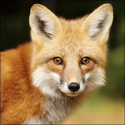 De quelle famille le renard fait-il partie ?