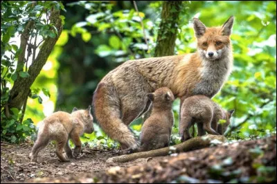 Comment appelle-t-on les petits de la renarde ?