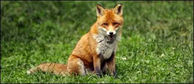 Comment vivent les renards ?