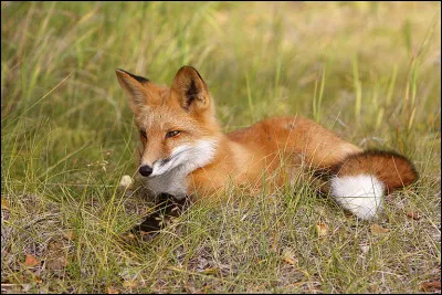 Quel est le poids (adulte) d'un renard ?