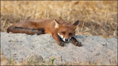 Quelle est la longévité d'un renard ?