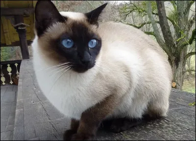 Quel beau chat, ce ____ !