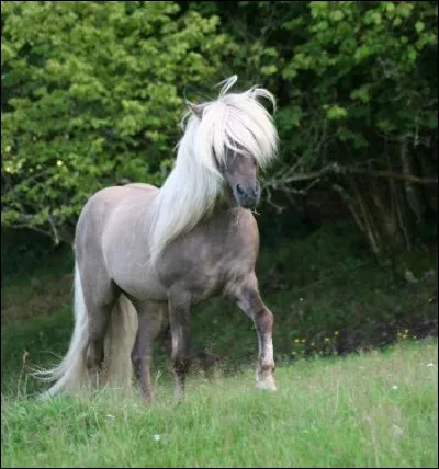 On dit que ce cheval (en photo) est un gène :