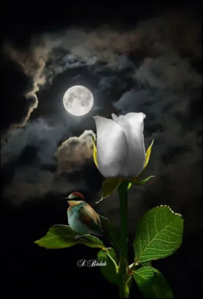 À quel poète doit-on le poème "Clair de lune" ?