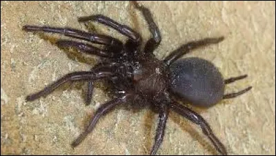 Quelle araignée a une morsure non mortelle ?