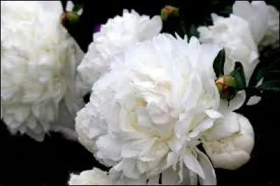 Ces fleurs sont blanches.