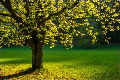 Mais au lieu de ce à quoi tu t'attendais, le chef te libère et t'emmène au milieu de la clairière où tu étais retenu prisonnier. 
Quelle est ta réaction ?