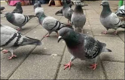 On a donné du _ aux pigeons.