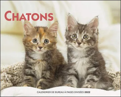 Combien de petits une chatte peut-elle avoir au maximum ?