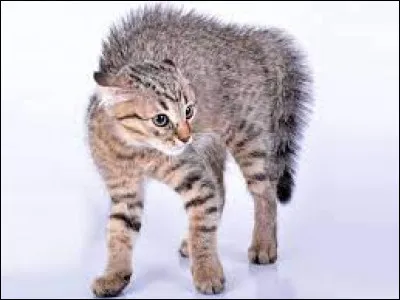 De quoi un chat a-t-il peur ?