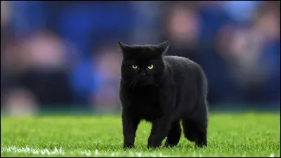 Quelle est la couleur ce chat ?