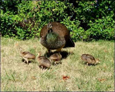 Comment prononce-t-on paonneau ?