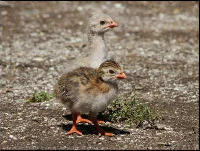Quel est le nom du bébé pintade ?