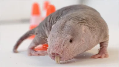 Quel est l'animal sur cette photo ?