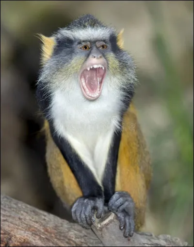 Vrai ou faux : la femelle du singe est une guenon.