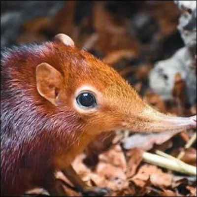 Le rat à trompe est un cousin de l'éléphant.