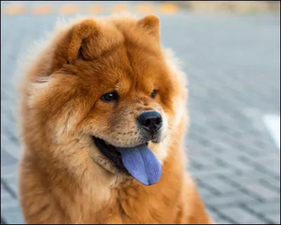 Un de ces animaux a une langue bleue. Lequel ?