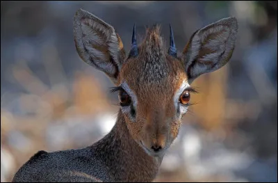Quel est l'animal sur la photo ?