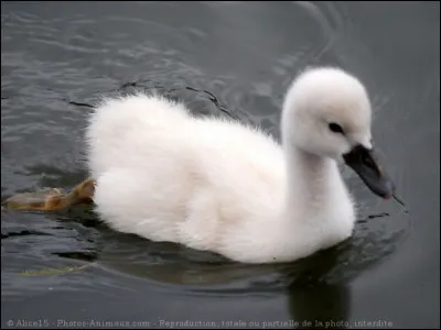 Quels sont les 3 noms des bébés cygnes ?
