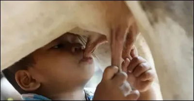 Quelle quantité de lait produit une vache par jour ?