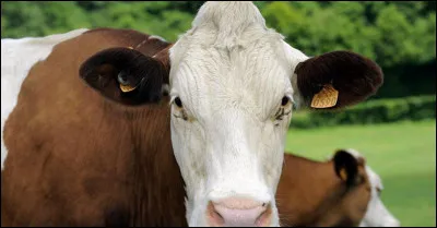 Pourquoi certaines vaches nont pas de cornes ?