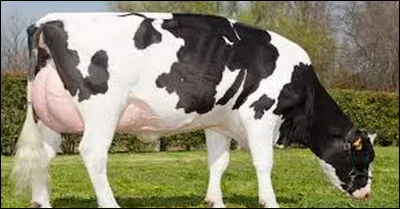 Quel est le prix d'une vache ?