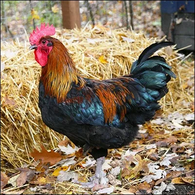 Comment appelle-t-on un coq ch&acirc;tr&eacute; ?