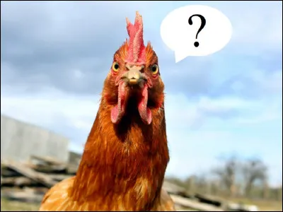 En France, quel mode d'élevage de poulet de chair est prédominant ?