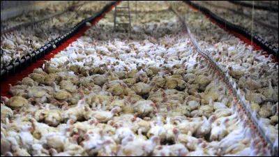 Quel était le pays premier producteur au monde de poulet en 2018 ?